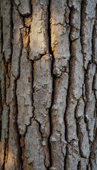 Obraz premium Close-up of centuries-old tree trunk with cracked, rugged bark texture 