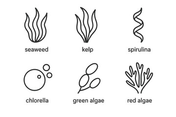 Illustrated icons of seaweed, kelp, spirulina, chlorella, green algae, and red algae