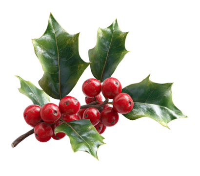 A close-up of holly sprigs with vibrant red berries and deep green leaves
