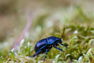 bug on a green leaf