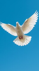 Obraz premium Freedom and Peace: A White Dove Flying in the Sky