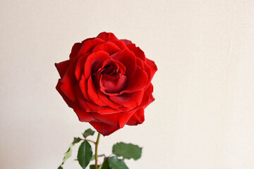 赤いバラ