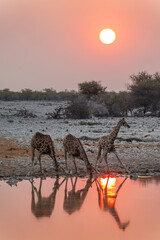 Three giraffes drinking at Okaukuejo waterhole in Etosha National Park at sunset, water reflections, wildlife safari and game drive in Namibia, Africa