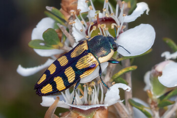 Closeup of striped jewel beetle feeding on native blossom