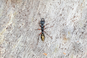 Tawny legged jack jumper ant on tree bark