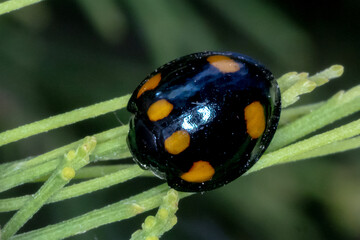 Shiny black beetle with orange spots on green foliage