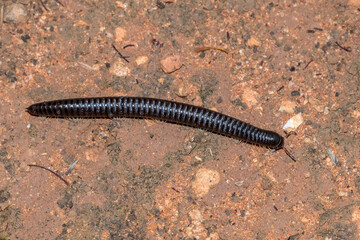 Portuguese Millipede Crawling on Soil Surface