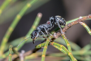 Macro of a Bull Ant with Detailed Body Texture 