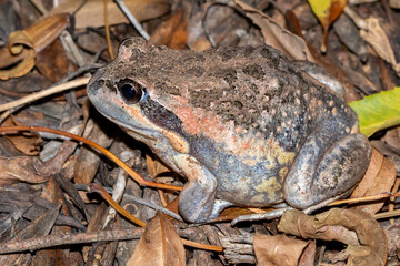Pobblebonk Frog Sitting on Leaf Litter
