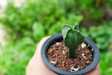 Little cactus on small pot, plant for decoration. Beautiful blooming cactus, selective focus blurred green nature background. Hobby during work from home concept.