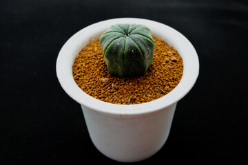 Little cactus on small pot, plant for decoration. Beautiful blooming cactus, selective focus blurred green nature background. Hobby during work from home concept.