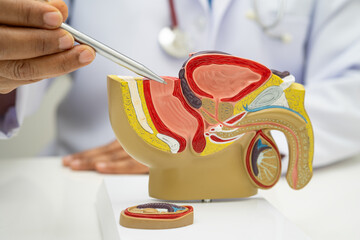 Male reproductive system, Asian doctor holding human anatomy model for study diagnosis and...
