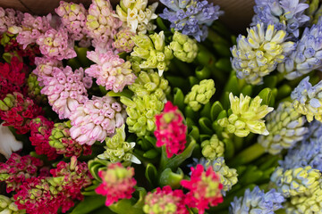 Colorful hyacinths in bloom: pink, purple, and yellow varieties top view