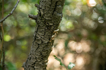 Mushrooms growing on tree trunk in lush forest