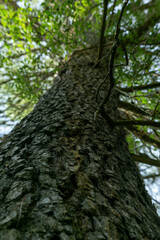 Majestic tree trunk reaching for the sky in a lush forest