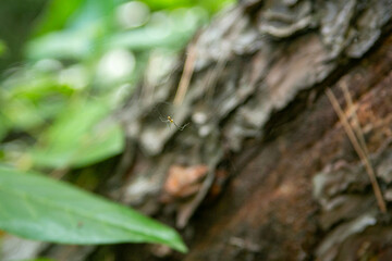 Small spider weaving its web in the forest