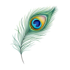 Obraz premium Exquisite peacock feather illustration with vibrant colors and intricate details.