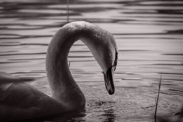 swan on the lake