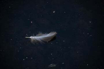 white feather in water