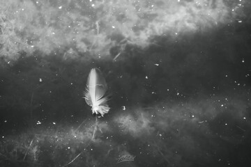 white feather on black