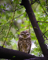 Spotted owlet perched on a tree branch with fresh green leaves, piercing yellow eyes, detailed plumage, perched raptor bird, nocturnal wildlife portrait captured in soft natural light after rain.