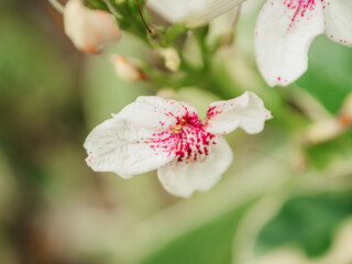 Close-up of a tropical white flower with red speckles on soft background