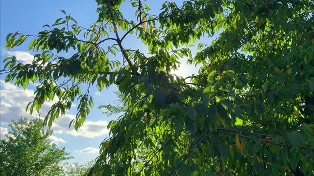 sun rays shining through green tree branches in garden against calming blue sky on bright summer day, leaves