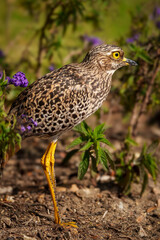 Spotted thick-knee, spotted dikkop or Cape thick-knee (Burhinus capensis). Hermanus, Whale Coast, Overberg, Western Cape, South Africa.