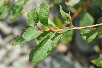 Salix hultenii (Horangeobeodeul), a deciduous willow of wetlands and slopes, valued for ornamental use, riverbank protection, and traditional medicine