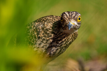 Spotted thick-knee, spotted dikkop or Cape thick-knee (Burhinus capensis). Hermanus, Whale Coast, Overberg, Western Cape, South Africa.