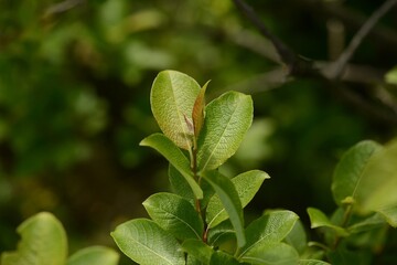 Salix hultenii (Horangeobeodeul), a native Korean willow species with oval hairy leaves, blooming catkins in spring and ecological value
