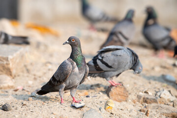 Rock Pigeon walking in city, wildlife bird in urban environment, rock dove or Columba livia, widespread common animal in India 