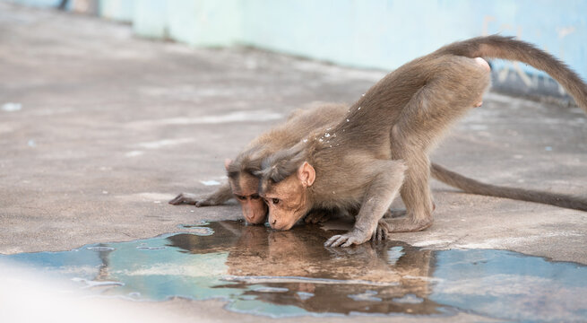 Barbary macaque ape, rhesus monkey drinking water from a puddle, wildlife and urban environment in India, jungle rainforest animal in city