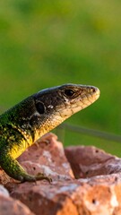 Obraz premium Lizard on a rock (1)