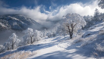 Obraz premium Snowy mountain path, frosted trees