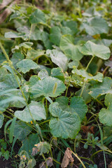 close up of cucumber with green leaves and yellow flowers
