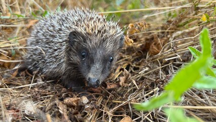 The European hedgehog (Erinaceus europaeus) crawls through dry grass in search of food.
