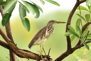Pond Heron on a tree