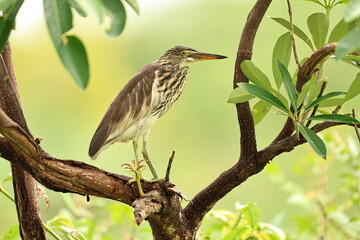 Pond Heron on a tree