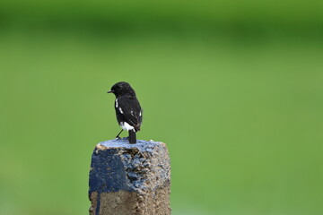 Pied Bushchat