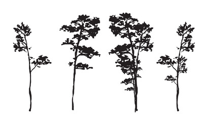 tree silhouettes. Trees of different natural zones, vector illustration.