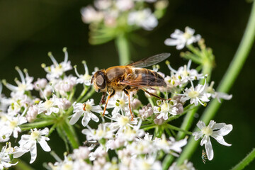 A hoverfly collects nectar from a cow parsley flower.