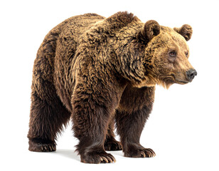 Fototapeta premium Brown bear standing alert with thick fur on a white background