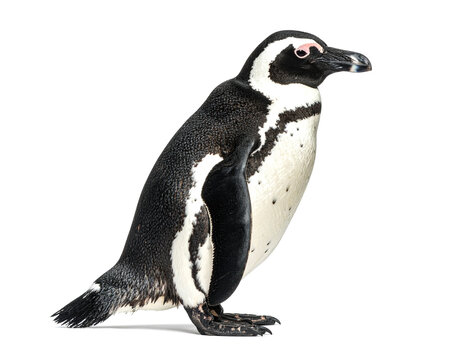 African penguin standing alert with black and white plumage against a white backdrop