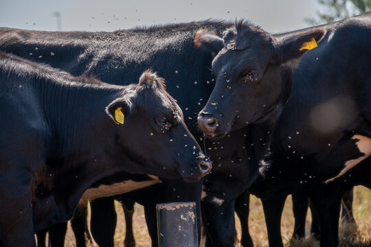 Beef cattle farm, calves with fly's in the summer months.