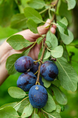 Fruit picking, Plum harvesting. Picking ripe fruit, fresh homegrown hand picked summer fruits, straight from the tree.