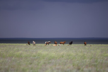 Horses grazing in the steppe, Kazakhstan