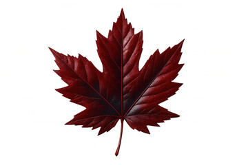 Vivid red maple leaf isolated against transparent backdrop, highlighting seasonal warmth and rich autumnal coloration