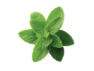 mint leaves fresh mint isolated on transparent background, Clipart png
