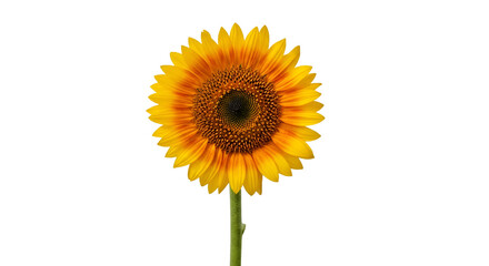 sunflower with green stem, isolated on transparent background.